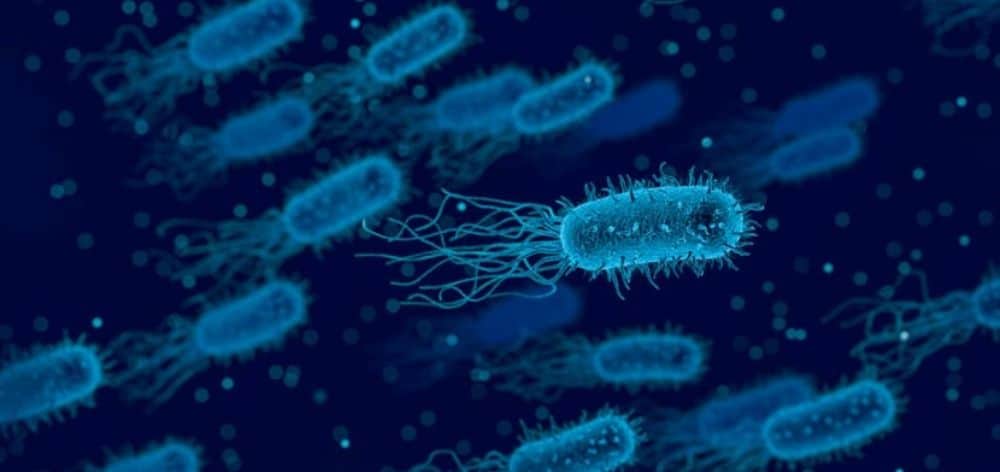 bacterias-facultativas