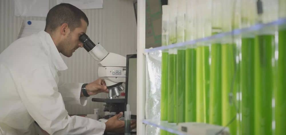 investigacion microalgas aguas residuales