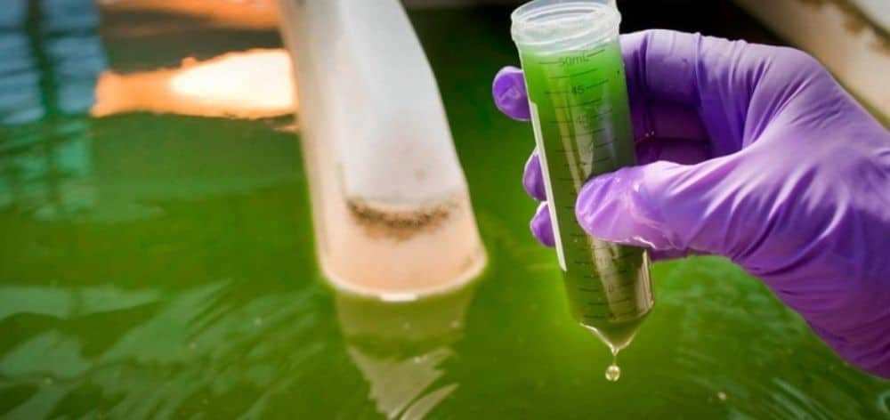 tratamiento aguas residuales microalgas