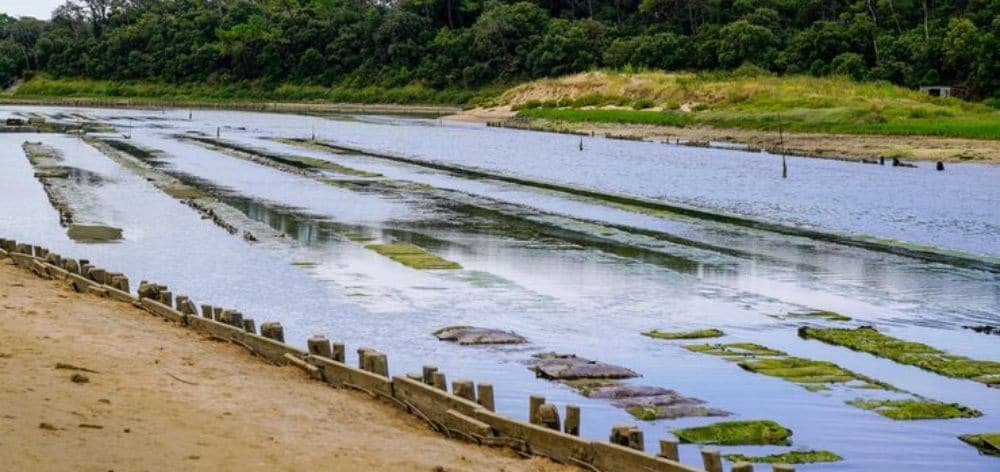 tipos sistemas humedales artificiales