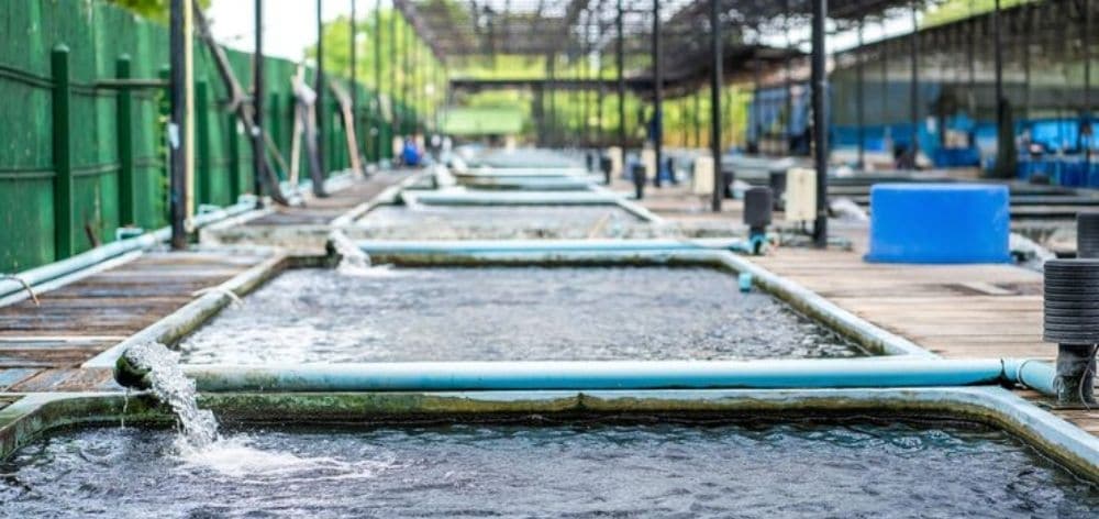 reuso aguas residuales sistemas acuaponicos